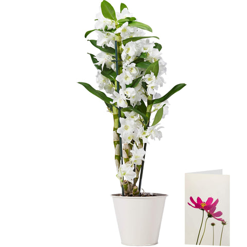 Morrisons The Best Indoor Dendrobium Orchid Morrisons The Best Indoor Dendrobium Orchid