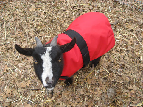 Insulated Kid Coats for NEWBORN Goats - Burgundy