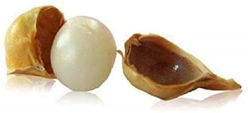 PLANET07 Kashmiri Lehsun Ayurvedic Lehsun Herbal Lehsun Garlic 450 gram Pack White