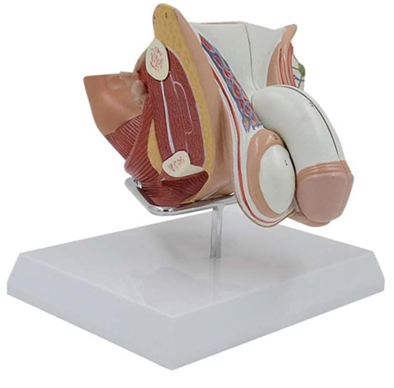 Male Genital Organ Structure Anatomical Model with Base, Male Reproductive System Anatomy Model, Human Genitourinary System Sagittal Section Teaching Demonstration Tool.