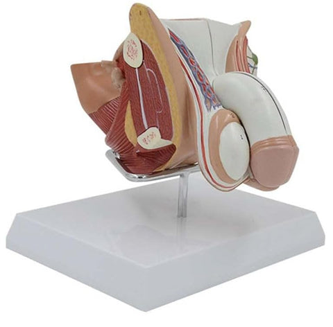Male Genital Organ Structure Anatomical Model with Base, Male Reproductive System Anatomy Model, Human Genitourinary System Sagittal Section Teaching Demonstration Tool.