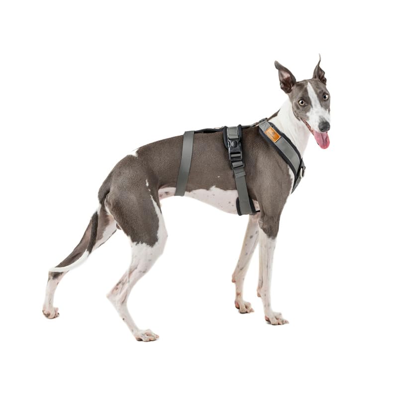 3 Point Harness with Anti Pull - Ideal for Libreles: Italian Greyhound Whippet Greyhound Podenco - Safe, Breathable and Durable Perfect for Hiking, Training and Running, Charcoal, S