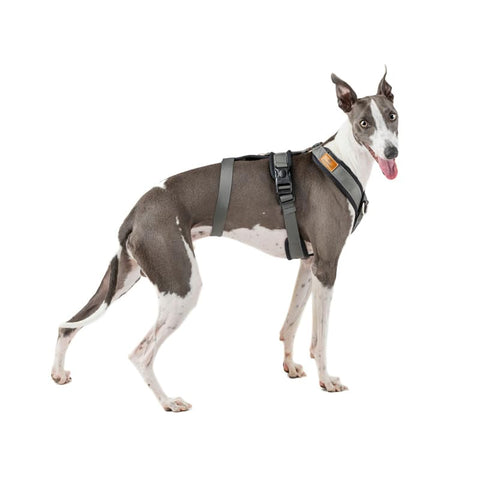 3 Point Harness with Anti Pull - Ideal for Libreles: Italian Greyhound Whippet Greyhound Podenco - Safe, Breathable and Durable Perfect for Hiking, Training and Running, Charcoal, S