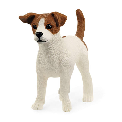 13916 - Jack Russell Terrier
