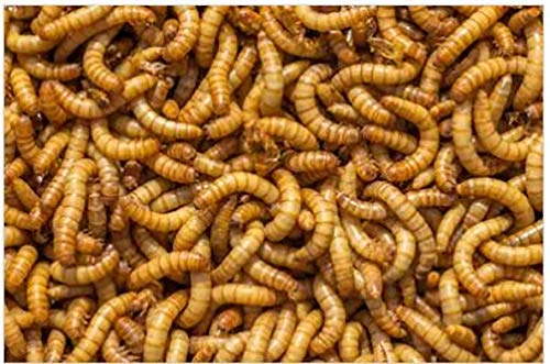 Livefood UK Live Mealworms Regular 1KG (2 x 500g bags)