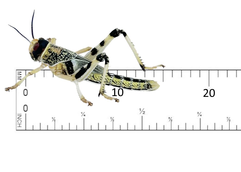 Livefood UK Live Locusts Small/Medium size 10mm to 20mm MEGA TUB of 25 Live Locusts (Reptile Livefood)