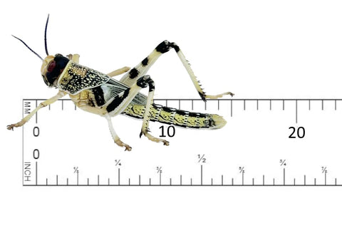 Livefood UK Live Locusts Small/Medium size 10mm to 20mm MEGA TUB of 25 Live Locusts (Reptile Livefood)