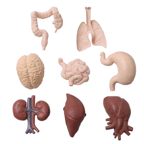 Hsthe Sea 8pcs Body Model Organ Teaching Model Realistic Model Brain Heart Model Props For School Teaching Supplies Professional Human Organ Model Teaching Aids Specimens