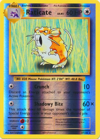 Pokemon - Raticate (67/108) - XY Evolutions - Reverse Holo