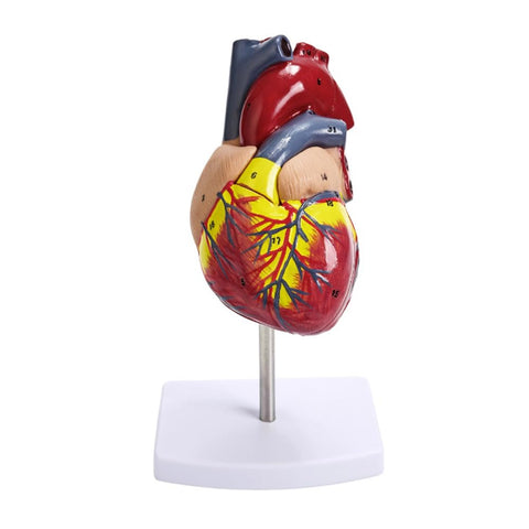 POFET Human Anatomy Scientific Heart Model,two-part life-size heart model,34 anatomical markers and PVC base
