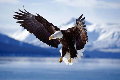 PigBangbang,Stained Art Jigsaw Puzzle Kids Adult Literate Jigsaw Puzzle 1000 Piece 29.5 X 19.6'' Basswood Mural Home Decoration-Wings of Eagle
