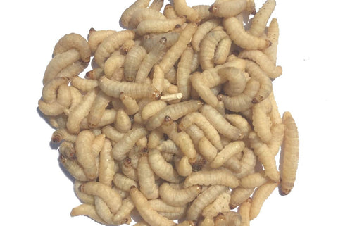 Livefood UK 250 Live Wax Worms bulk tub of 250 waxmoth larvae (1 tub of 75g) in shavings