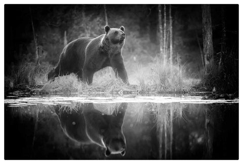 Classic Adult Puzzle 1000 Pieces Black Bear by The River Suitable for People Over 12 Years Old