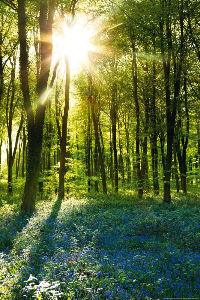 Empire Merchandising GmbH Poster in Forest Sunrise and Bluebells Design Including Additional Product multicoloured