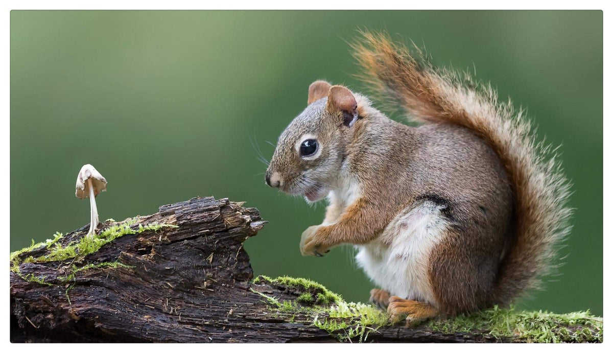 Adult Puzzle 500/1000/1500 Pieces Childs Little Squirrel and Mushroom on The Tree Suitable for People Over 12 Years Old