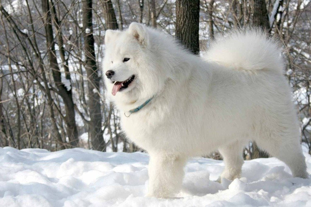 PigBangbang,Stained Art Jigsaw Puzzle Kids Adult Literate Jigsaw Puzzle 1000 Piece 29.5 X 19.6'' Basswood Mural Home Decoration-White Samoyed