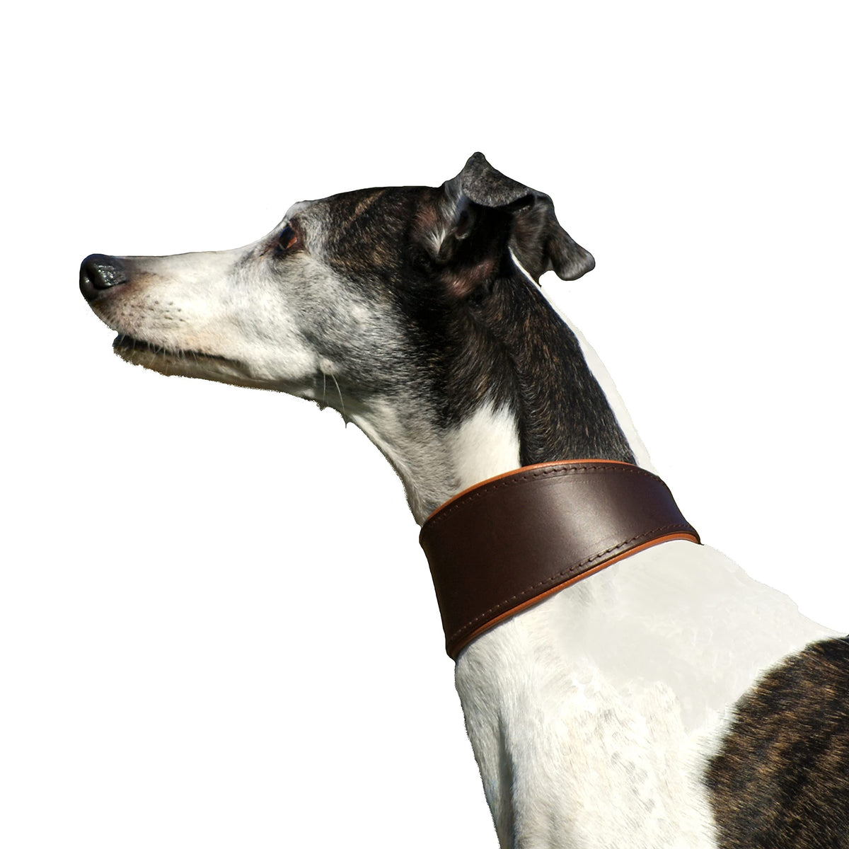 Dingo Genuine Leather Collar, Brown, for Hound, Greyhound, Deerhound, Wolfhound, Sloughi, Borzoi, Saluki and Whippet, 12370,M