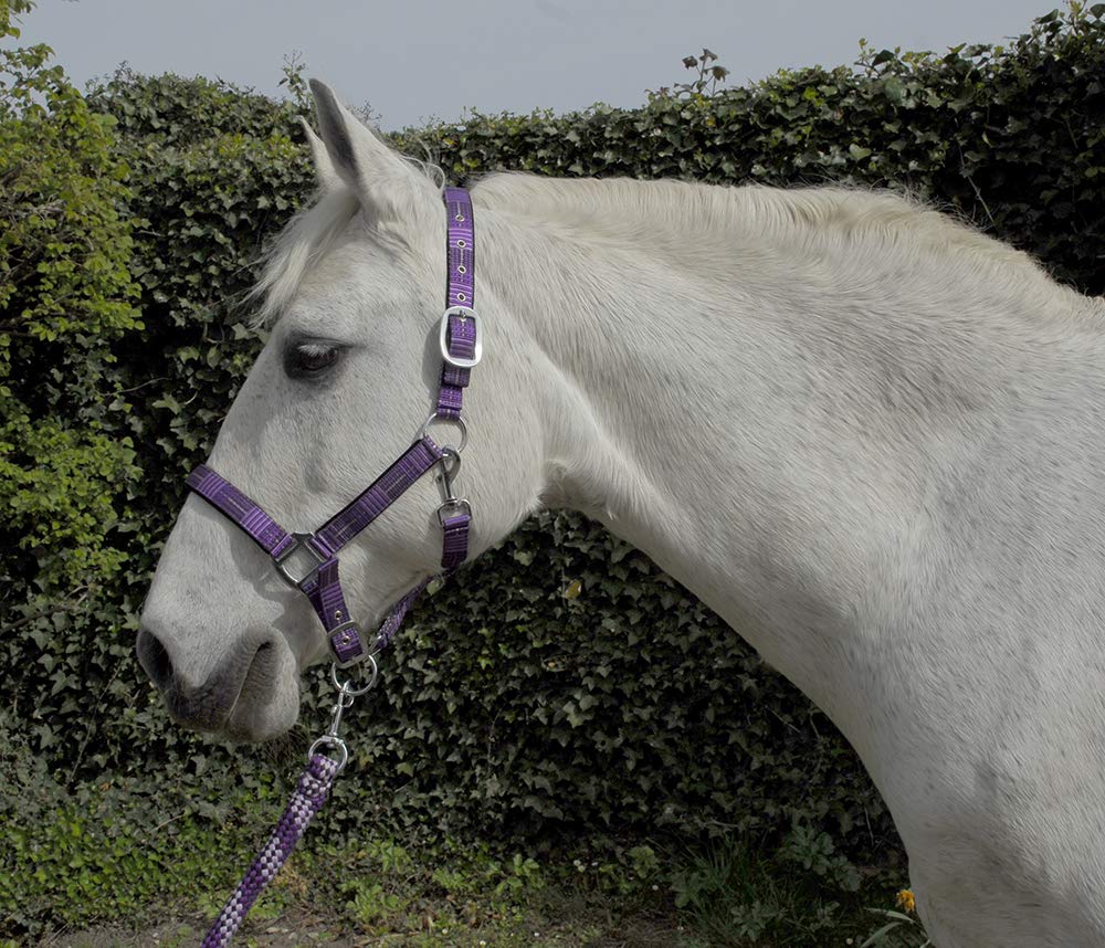Rhinegold Unisex's Carnival Headcollar & Rope, Purple Check, Cob