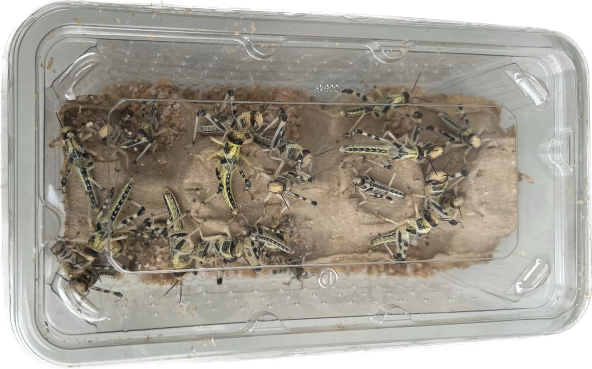 Livefood UK Live Locusts Medium size 15mm to 30mm tub of 25 Live locusts (Reptile Livefood)