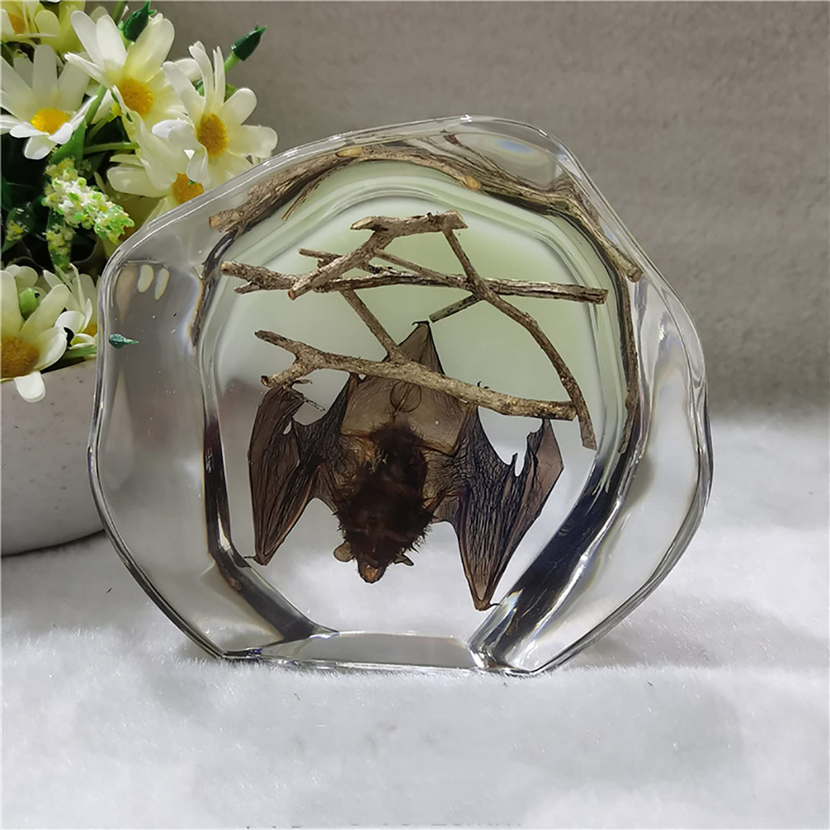 Guoyoocc Real Insect Specimen,3D Bug Specimen,Artificial Crystal Scorpion Bat Spider Specime,Insect Resin Paperweight Taxidermy,Collection Amber,Biology Science Bugs World,for Science Education