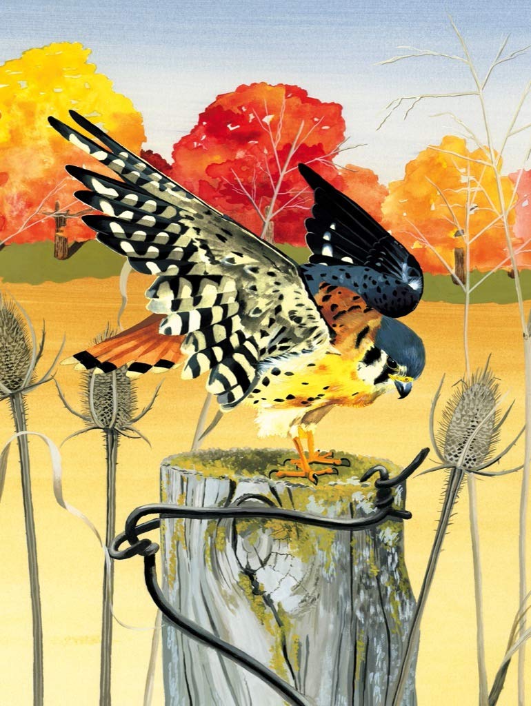 New York Puzzle Company - Cornell Lab American Kestrel - 1000 Piece Jigsaw Puzzle for Adults by Caitlin E. Turner