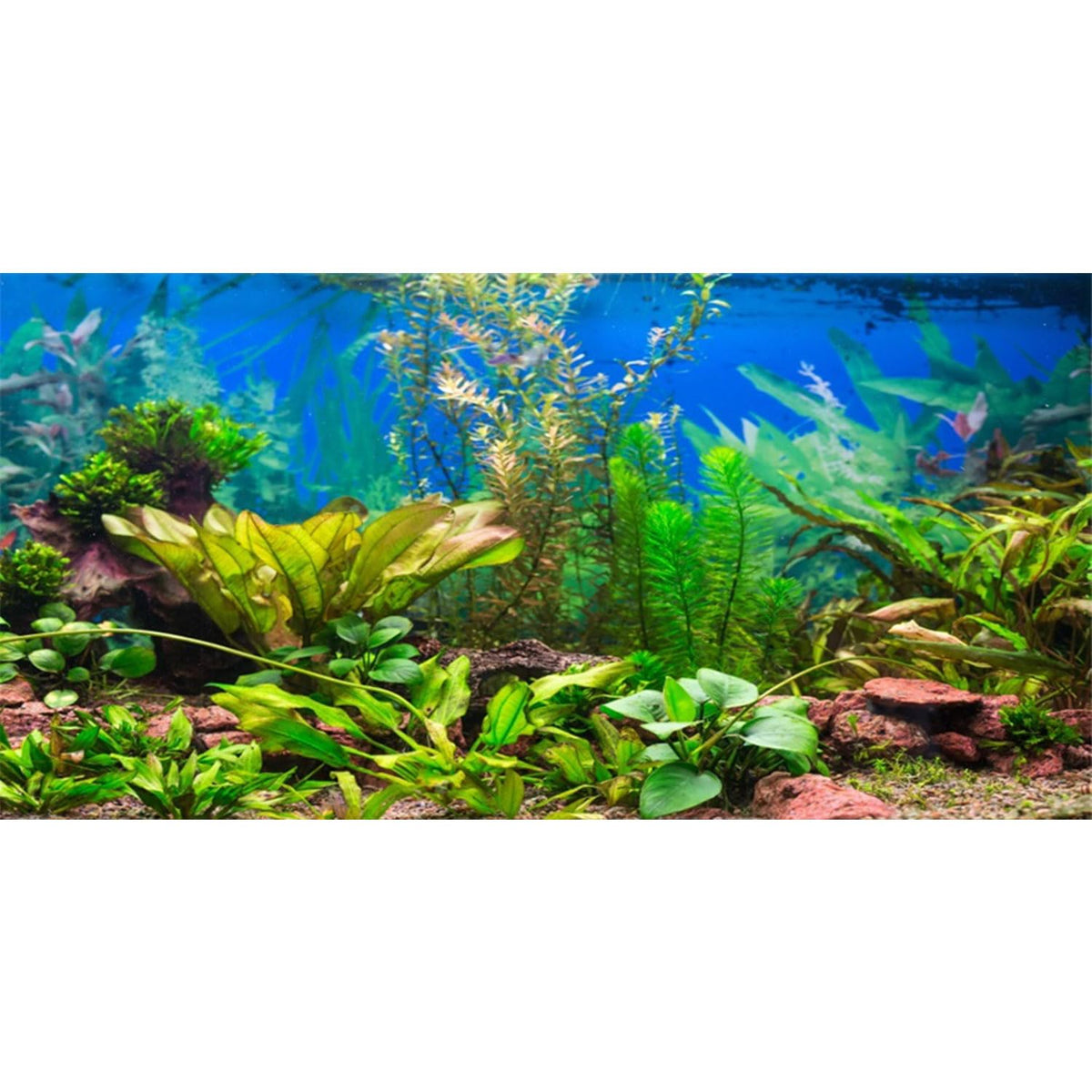 AWERT 48x24 inches Aquarium Background Aquatic Plant River Bed & Lake Fish Tank Background Vinyl