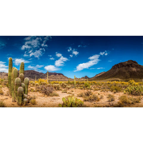 AWERT 72x18 inches Reptile Habitat Background Blue Sky Oasis Cactus Desert Terrarium Background Vinyl