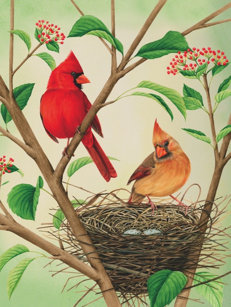 New York Puzzle Company - Cornell Lab Northern Cardinals - 500 Piece Jigsaw Puzzle for Adults by Liz Clayton Fuller