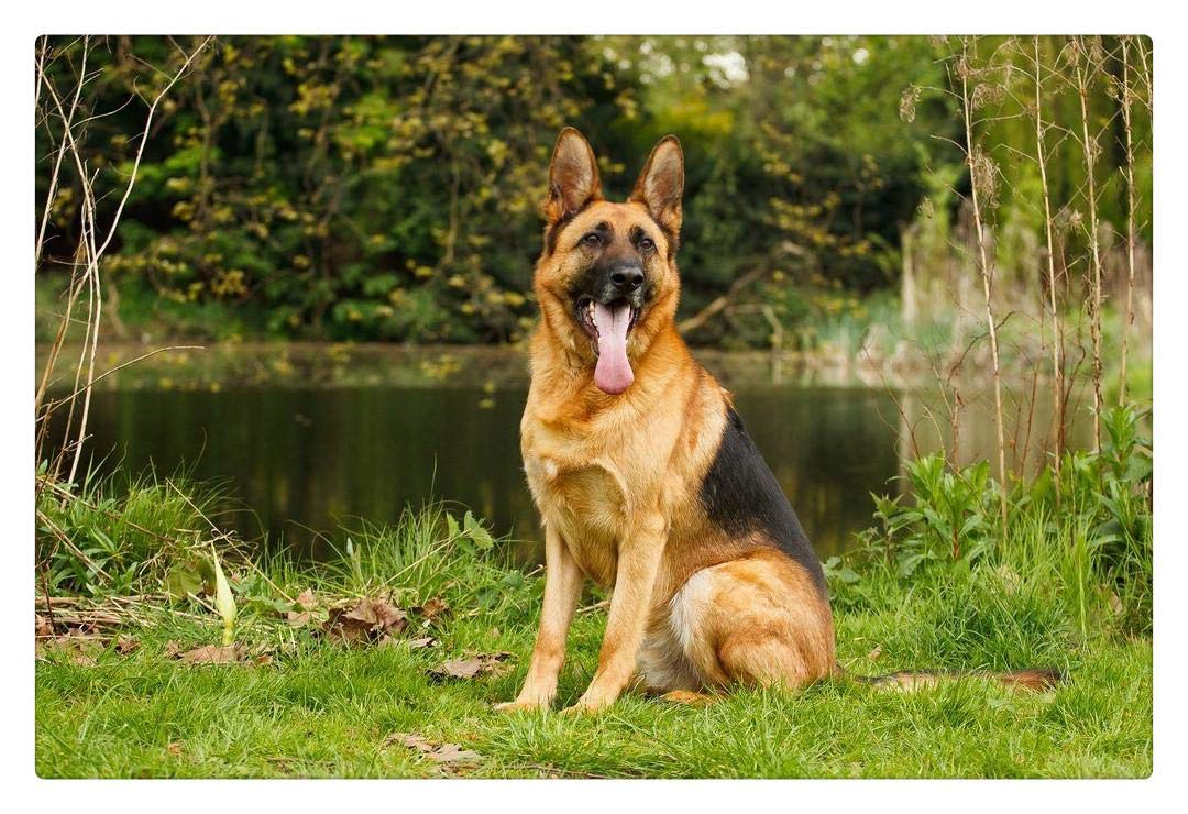 Wooden Adult Puzzle 1000 Pieces Riverside Grass German Shepherd Home Art Deco Painting