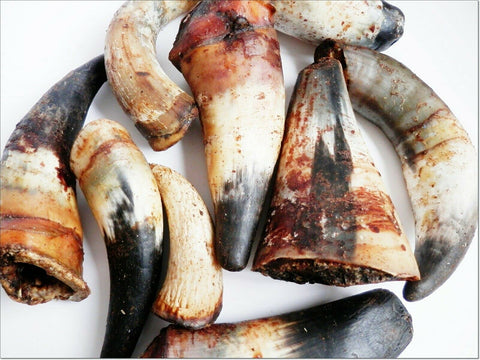 DriedDogTreats (1kg) Mix Size BEEF BULL ANTLERS Horns buffallo with marrow - Grade A long lasting