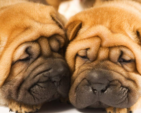 Shar-Pei Puppies 504 Piece Jigsaw Puzzle 16" X 20"