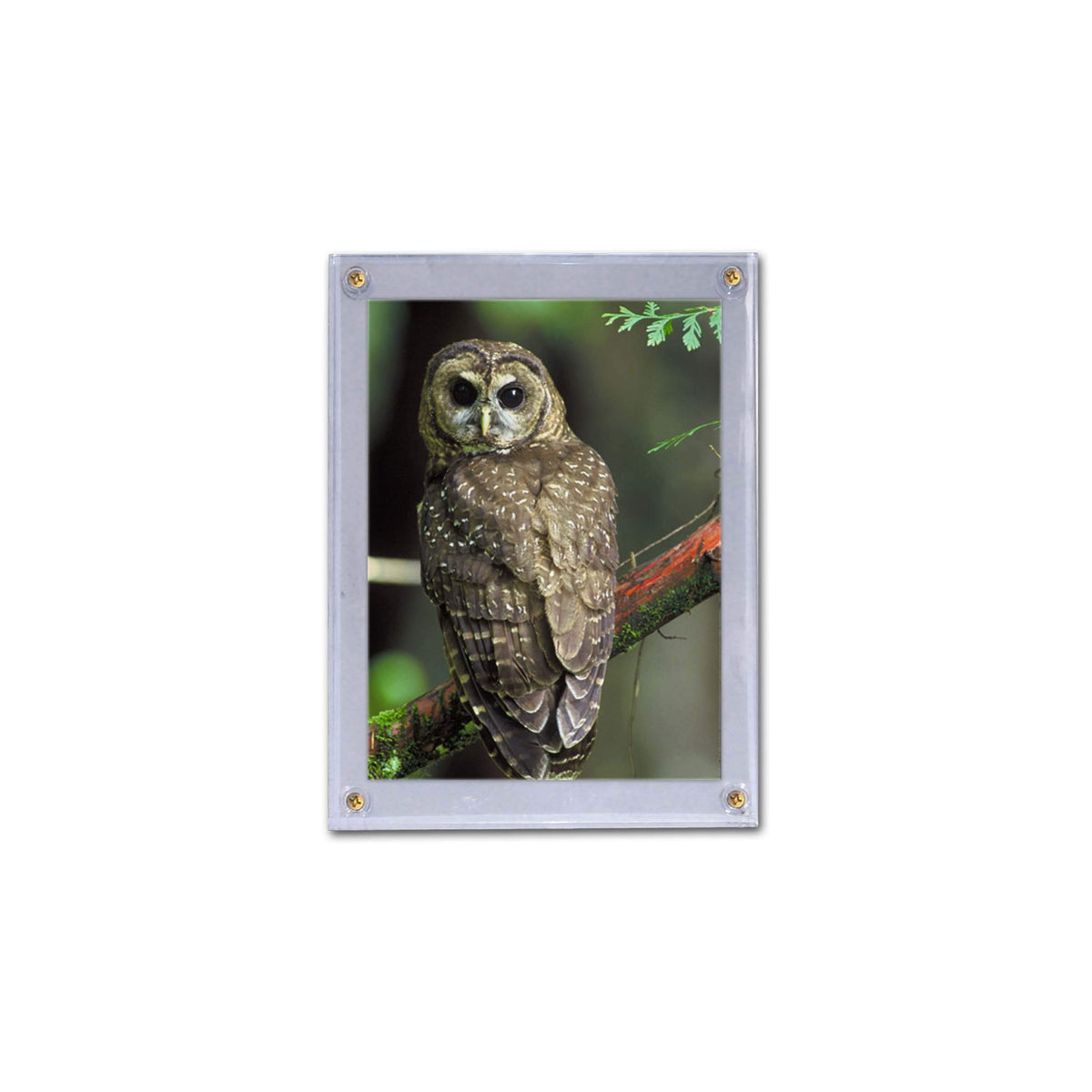 BCW 5x7 Photo Screwdown Holder with Brass Screws | Crystal Clear PVC | Display for Collectible Photographs, Postcards, and Prints | Versatile Two-Piece Design Picture Protector