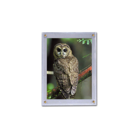 BCW 5x7 Photo Screwdown Holder with Brass Screws | Crystal Clear PVC | Display for Collectible Photographs, Postcards, and Prints | Versatile Two-Piece Design Picture Protector