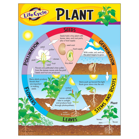 Trend Life Cycle of a Plant Learning Chart, Classroom Decor, 17" x 22"