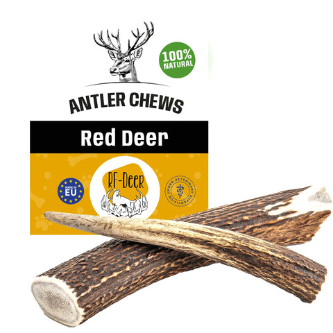 RF-DEER Set of Natural Antler Chews for Dogs | Bone Toy & Treat | Deer | Natural, Safe and Healthy Snack for your Dog | Hard | 2 pcs | XLÃƒÆ’Ã†â€™ÃƒÂ¢Ã¢â€šÂ¬Ã…Â¡ÃƒÆ’Ã¢â‚¬Å¡Ãƒâ€šÃ‚Â | 242-320 g | 17-19 cm
