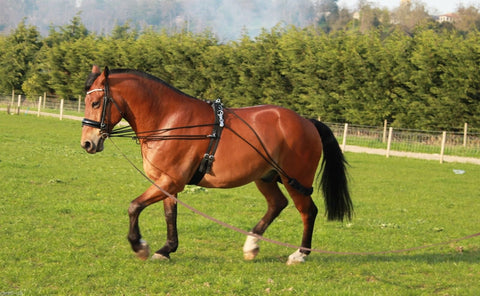 Cwell Equine New Horse Lunging Training aid one size fits all (BROWN)