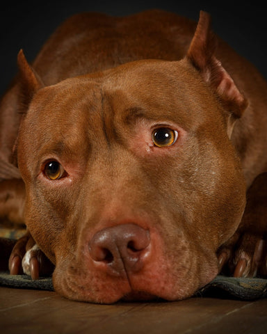 CVPuzzles American Pit Bull Terrier 504 Piece Jigsaw Puzzle 16" X 20"