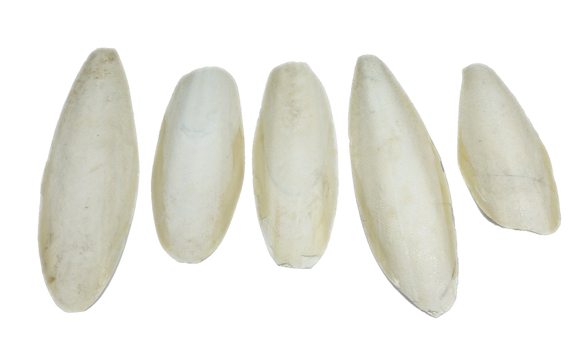 Britten & James Pack of 5 large natural Cuttlefish, 5.5 to 8 inches, 13-20cm suitable for parakeets, budgies and canaries, tortoises, turtles, snails and terrapins