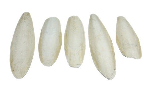 Britten & James Pack of 5 large natural Cuttlefish, 5.5 to 8 inches, 13-20cm suitable for parakeets, budgies and canaries, tortoises, turtles, snails and terrapins
