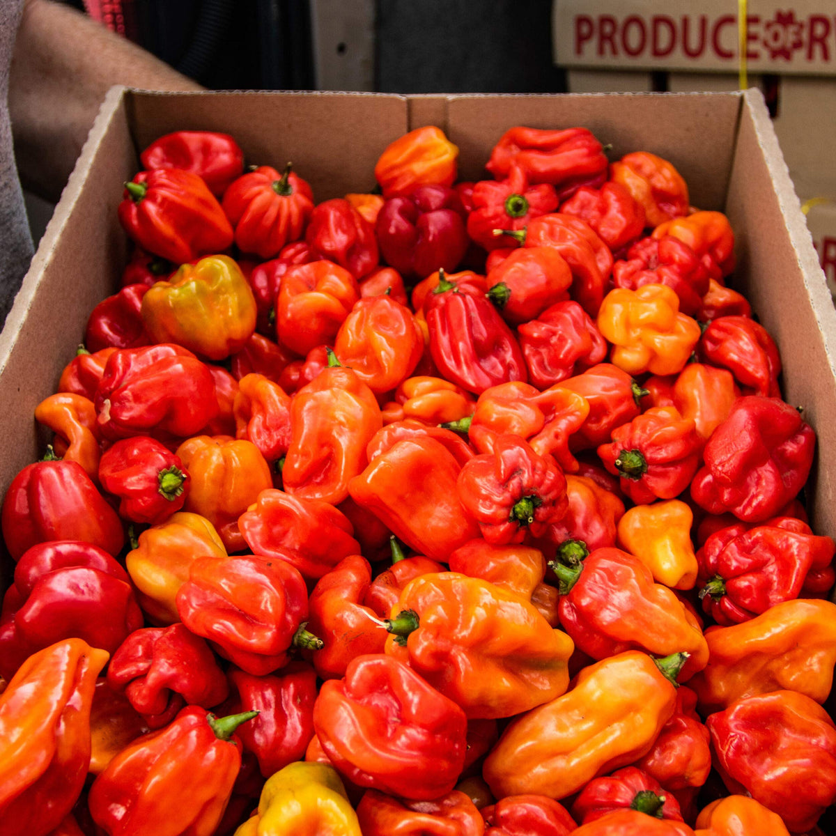 Fresh Scotch Bonnet Chilli | 0.5kg | Chilli Mash Company