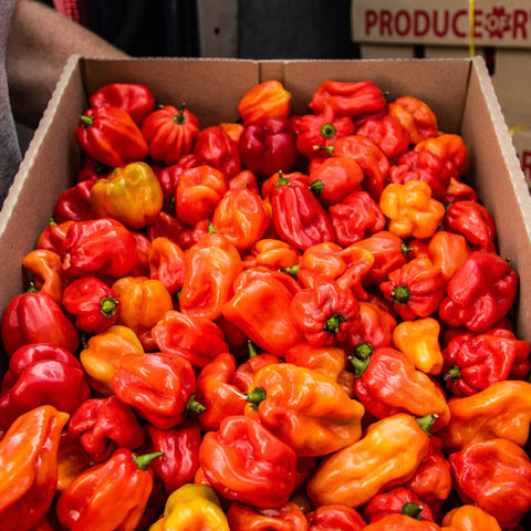 Fresh Scotch Bonnet Chilli | 0.5kg | Chilli Mash Company