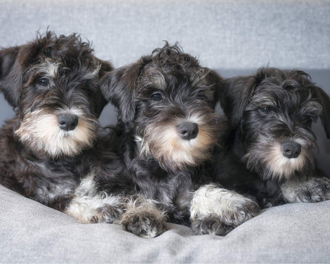 CVPuzzles Miniature Schnauzer Puppies 504 Piece Jigsaw Puzzle 16" X 20"
