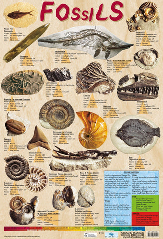 Educational FOSSILS Geology Science Poster/Wall Chart with Photographic Images - 60cm x 40cm