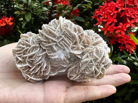 Large Desert Rose Cluster, Natural Desert Rose Selenite Stones, Desert Gypsum Rose, Raw Selenite Rose Crystal, Rose Rock, Sand Rose (0.5-1 lb)