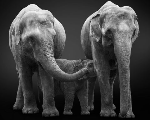 CVPuzzles Elephant Family 504 Piece Jigsaw Puzzle 16 X 20