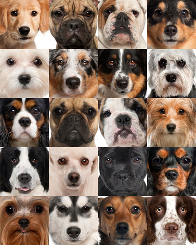 Dog Heads Collage 504 Piece Jigsaw Puzzle 16" X 20"