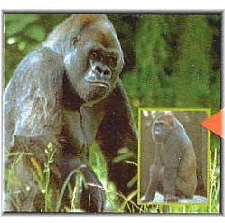 3D Reel Cards - Amazing Primates - Set of Three